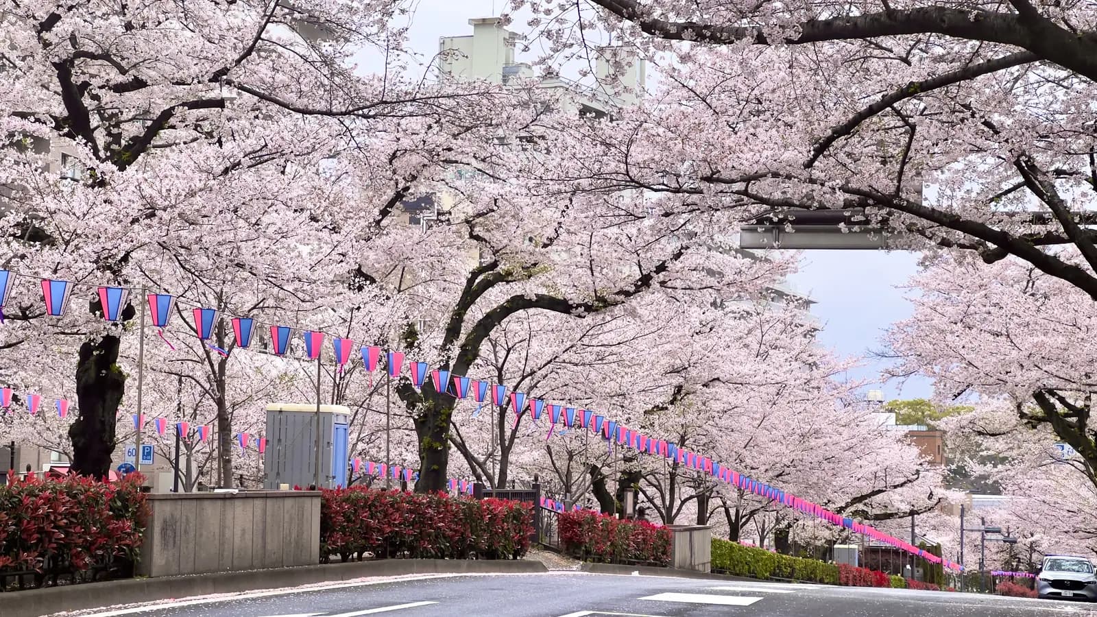 文京区・播磨坂の桜並木のイメージ