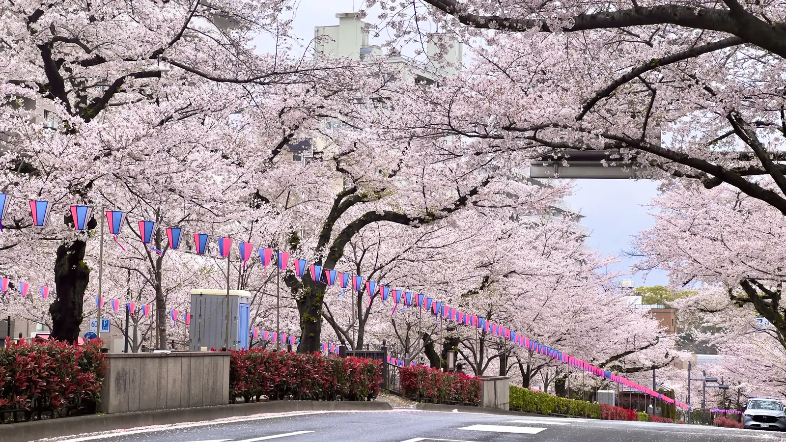 文京区・播磨坂の桜並木のイメージ
